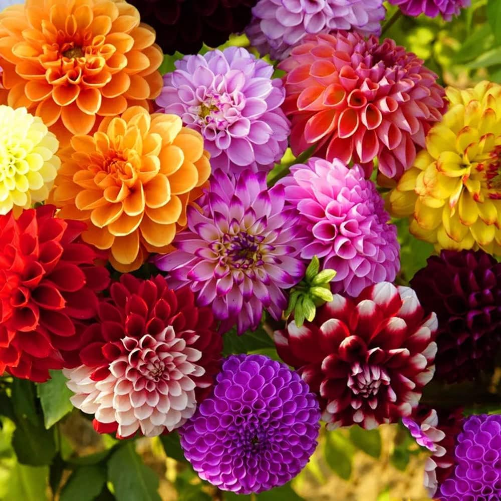 Dahlia Bulbs Mix J562