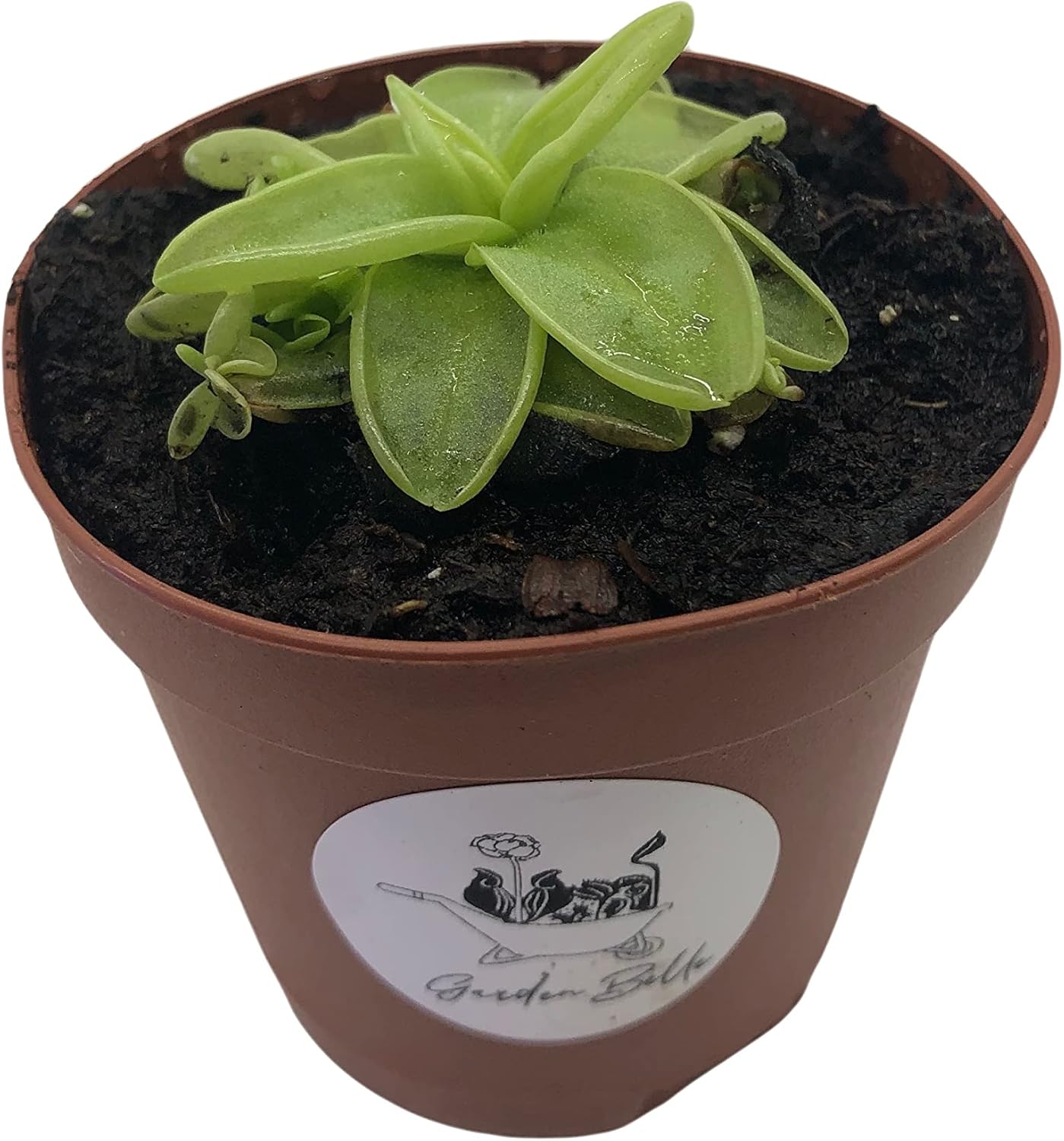 2" Pot Carnivorous Plant J240