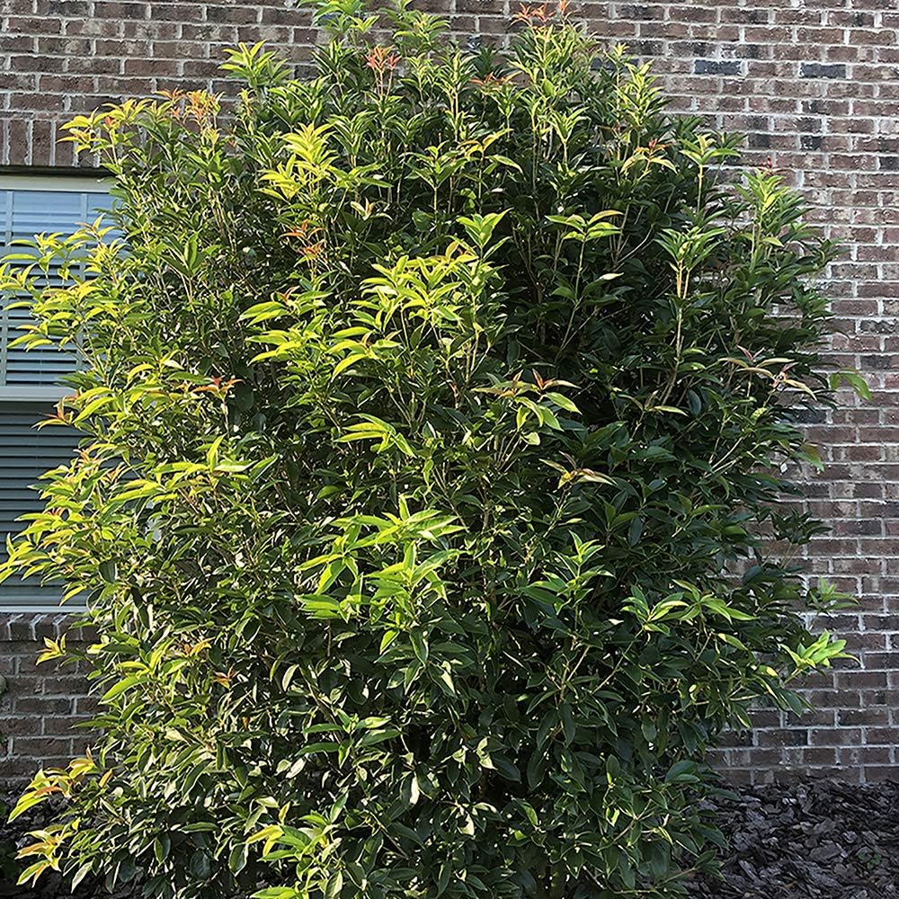 White Blooms Osmanthus 2.25 Gal I407