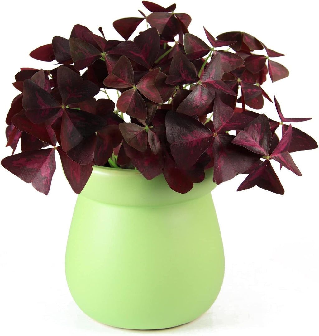 Purple Oxalis Triangularis Bulbs M9738