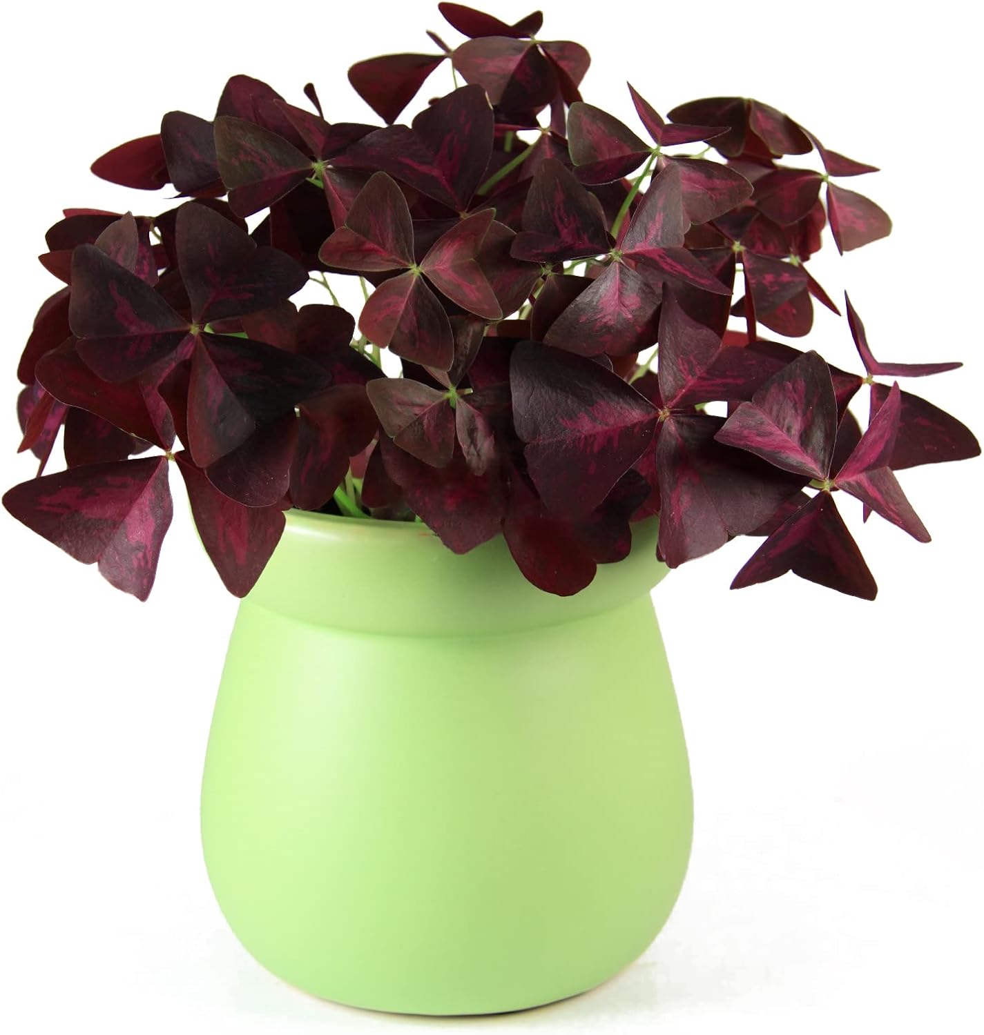 Purple Oxalis Triangularis Bulbs M9738