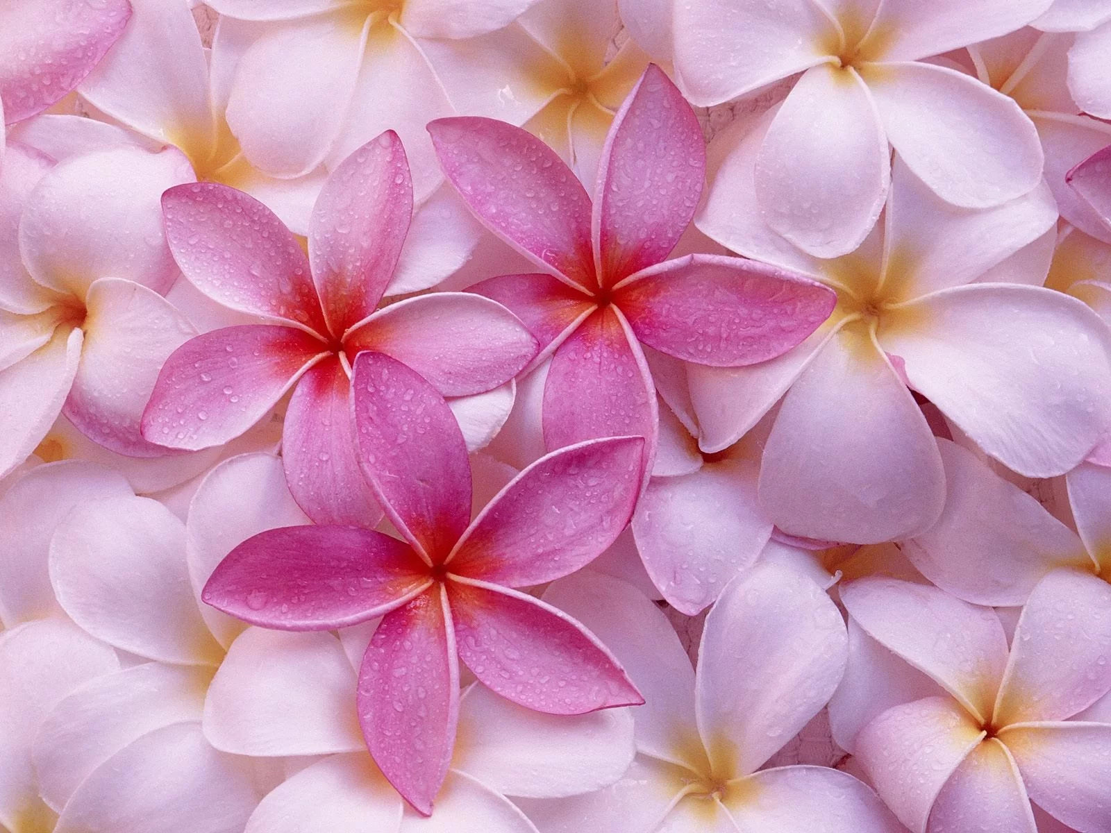 Pink Hawaiian Live Plumeria Frangipani Plant Cutting 9" - 12" Long X234458