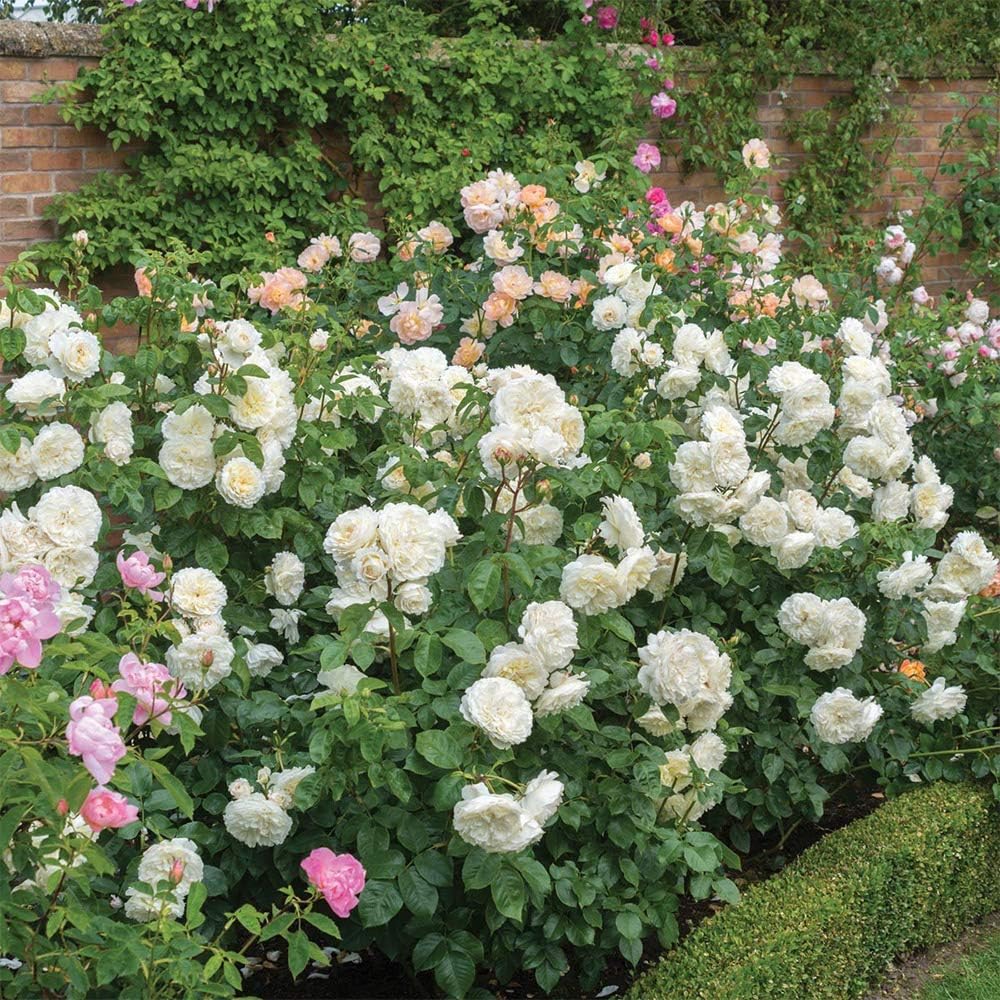 White Rose Bush V6911