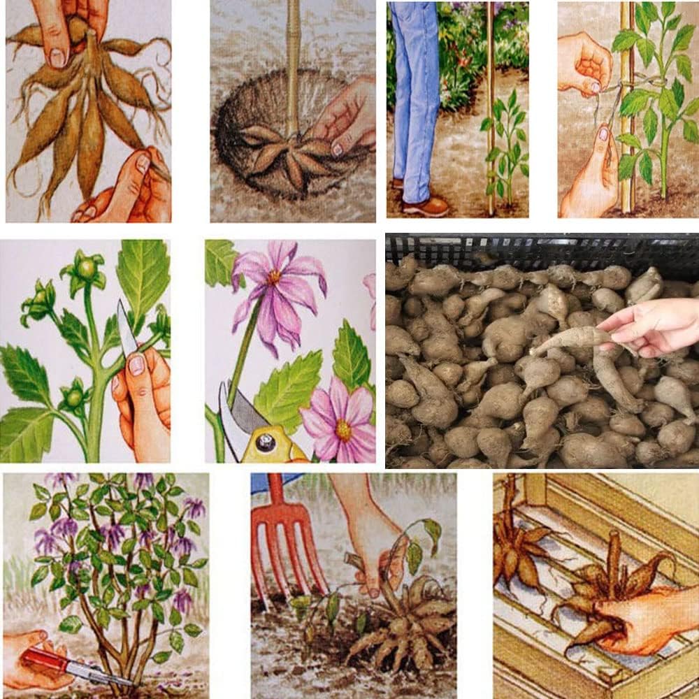 Dahlia Bulbs Mix J562