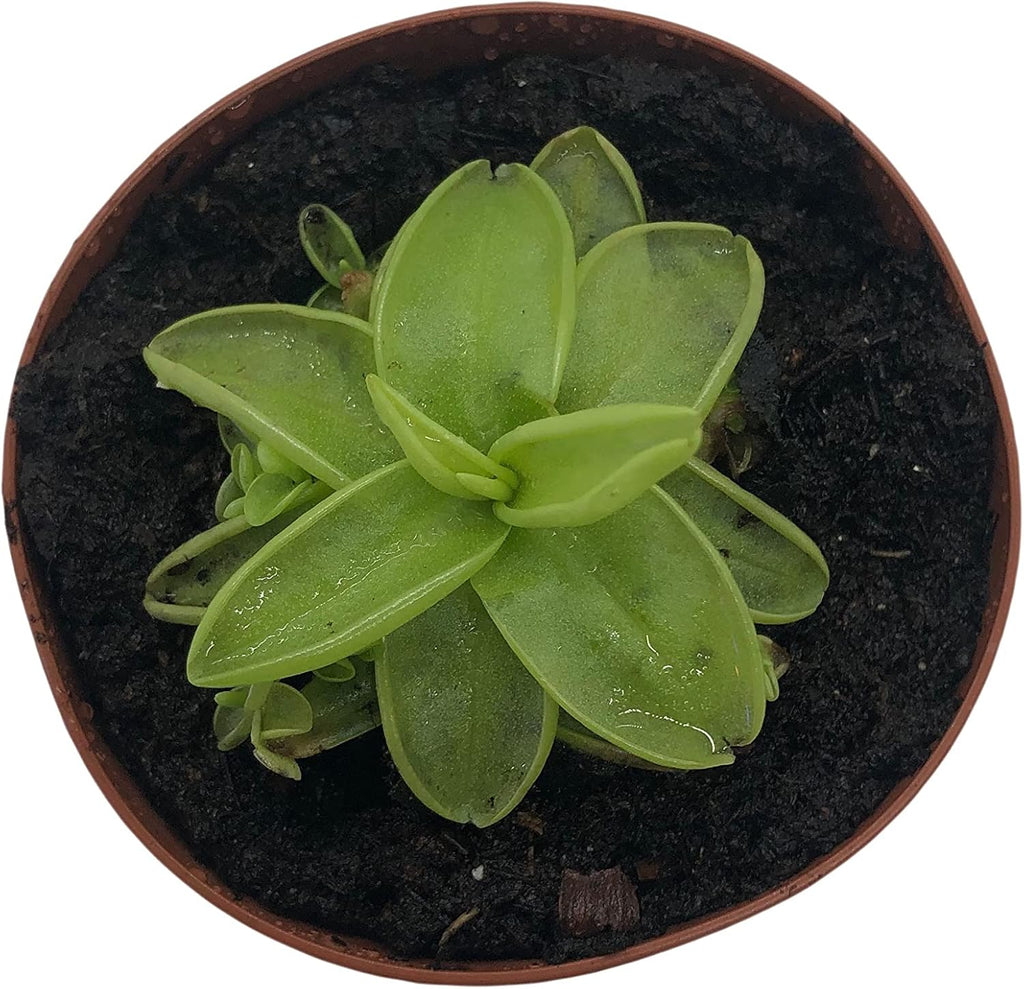 2" Pot Carnivorous Plant J240