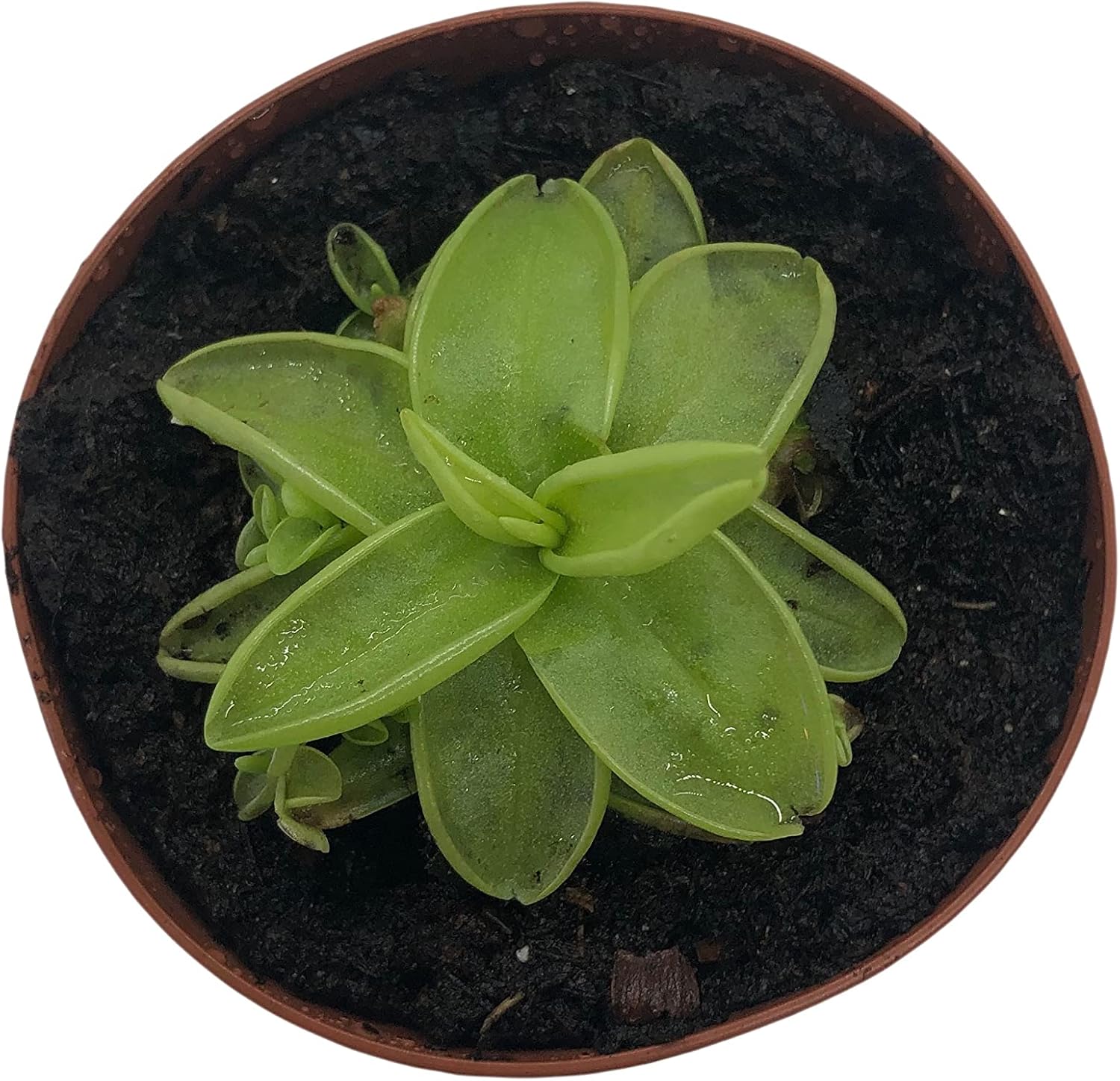 2" Pot Carnivorous Plant J240