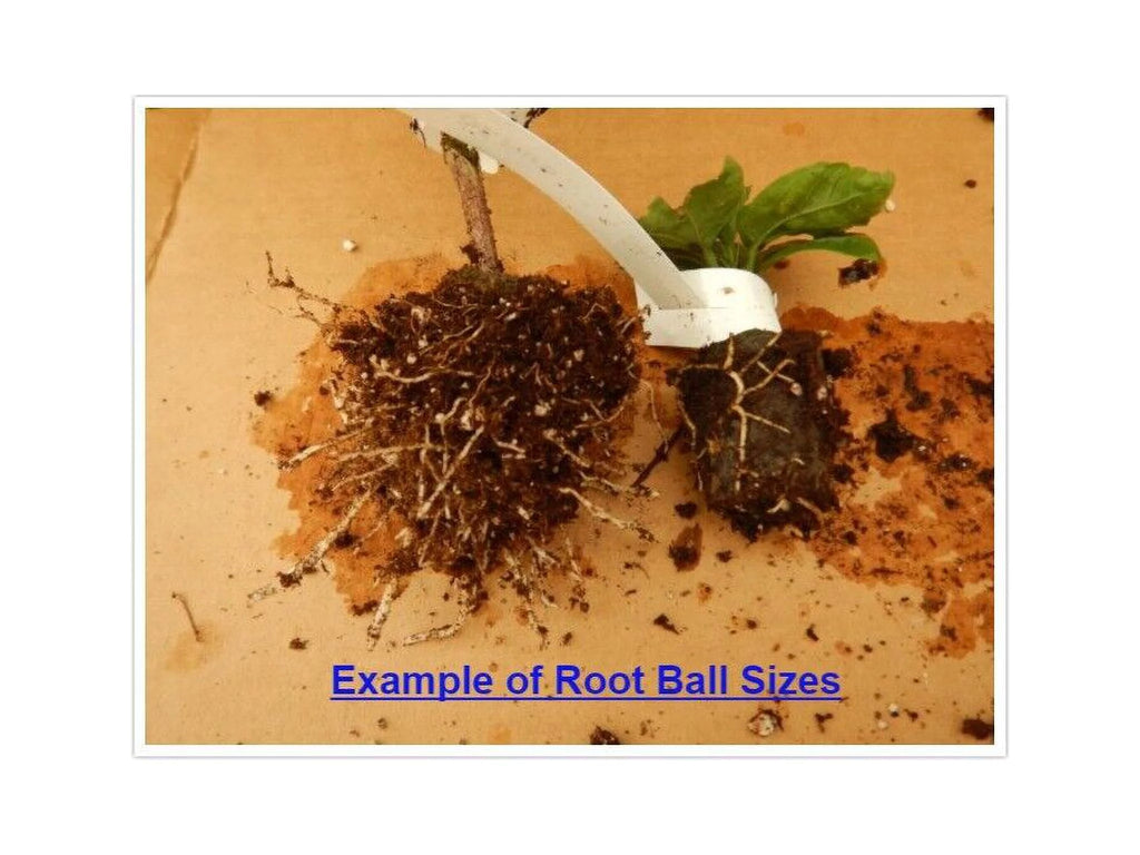 Rooted Tropical Hibiscus Plant T893450