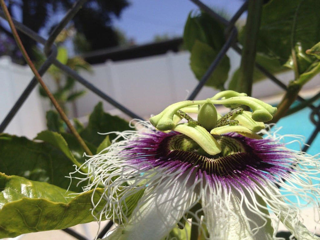 Purple Passion Fruit Vine Live Plant K82993