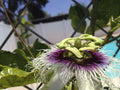 Purple Passion Fruit Vine Live Plant K82993