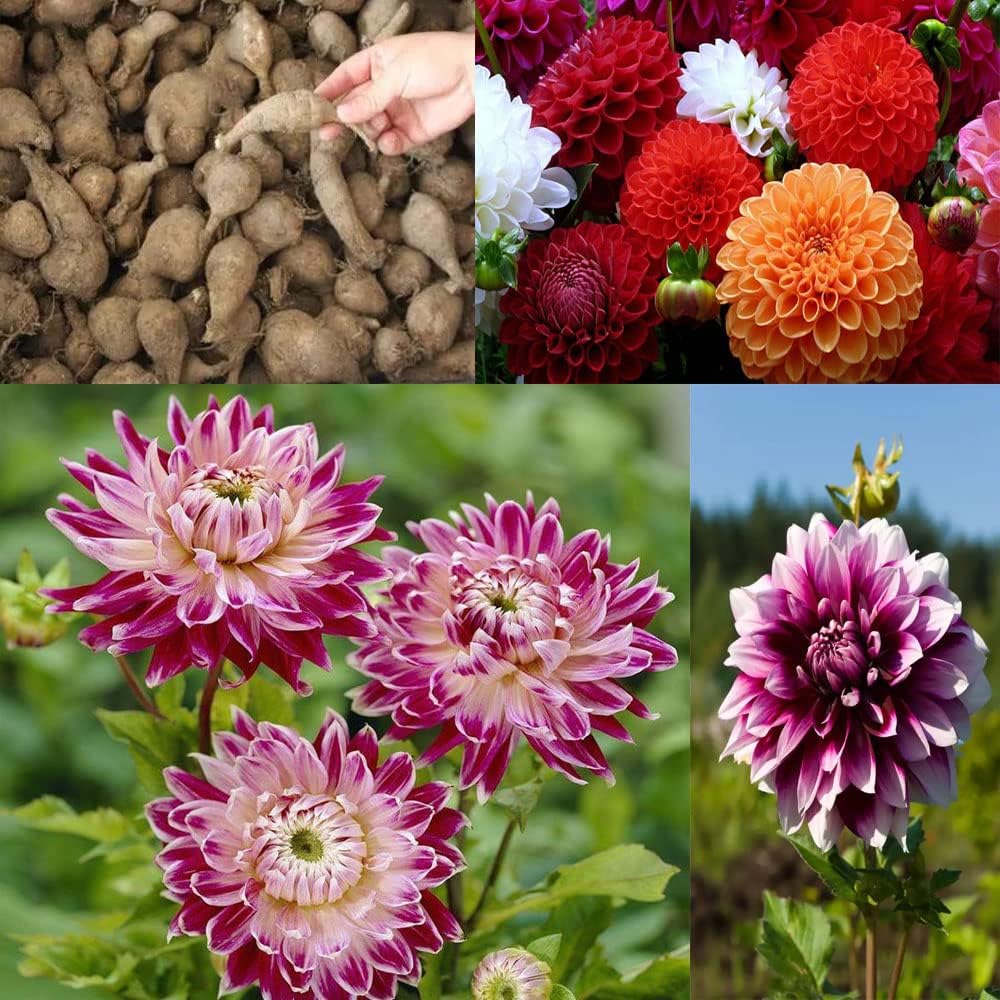Dahlia Bulbs Mix J562