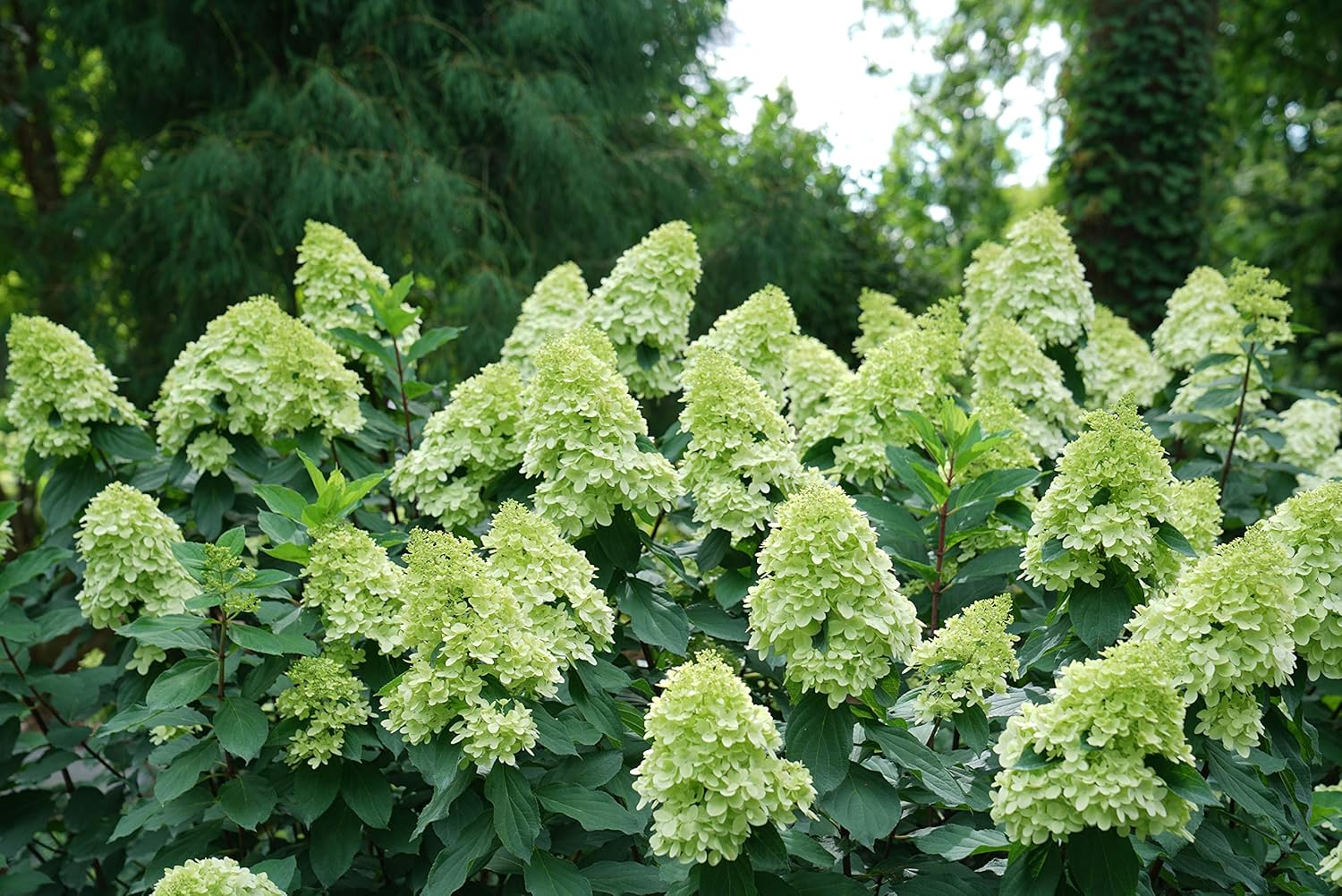 1 Gallon Green and Pink Flowers Panicle Hydrangea Live Plant L501