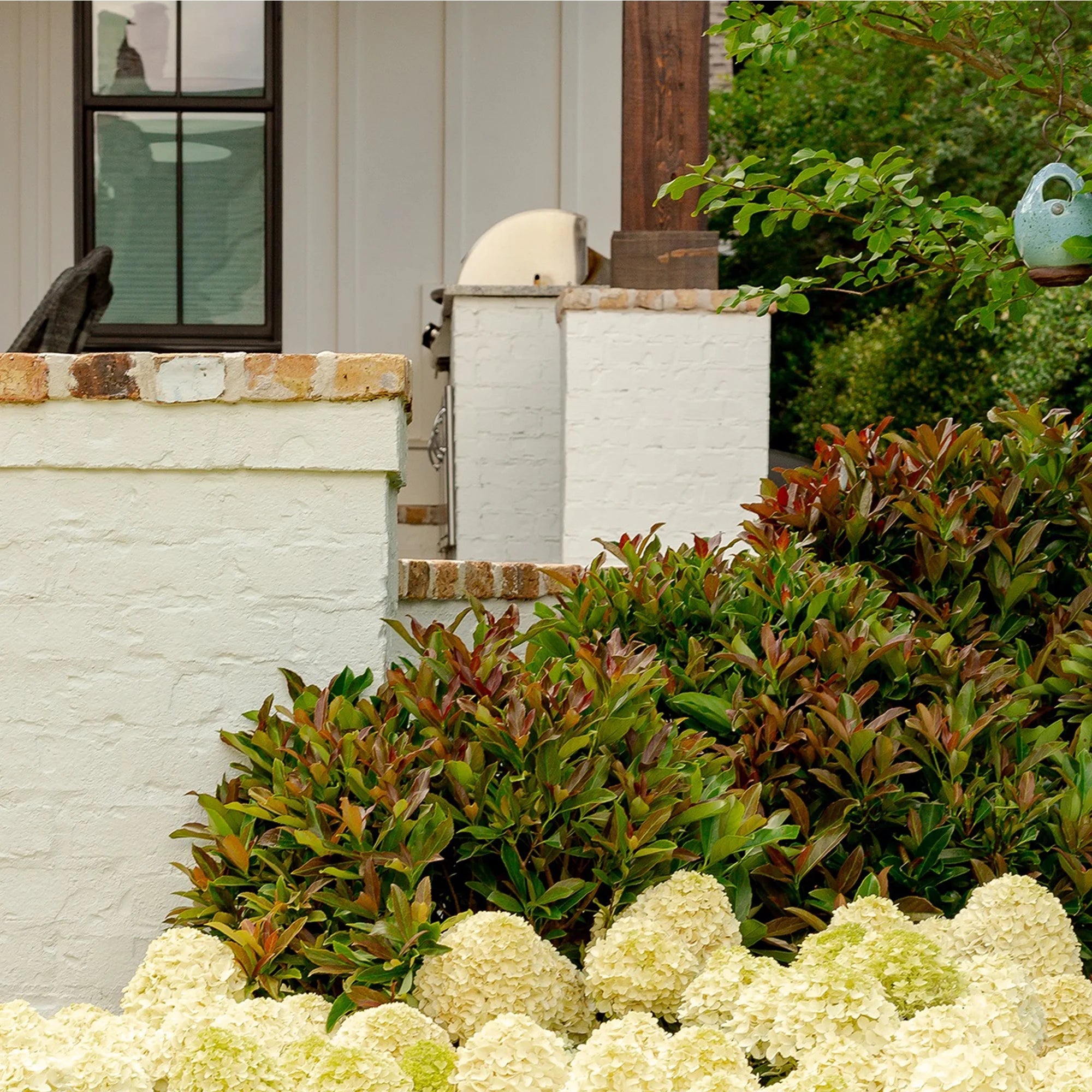 Viburnum Copper Top Live Shrub (2 Gallon) U73259