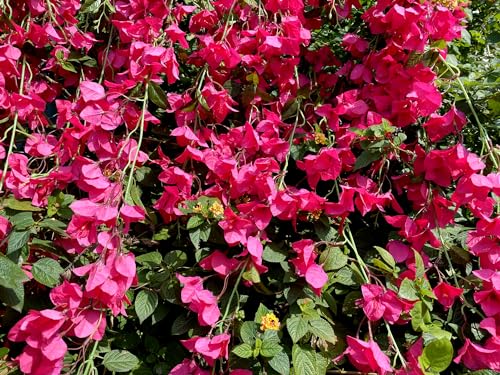 Fuchsia Artificial Silk Hanging Flowers Pack of 2 B35030