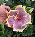 Tropical Hibiscus B337