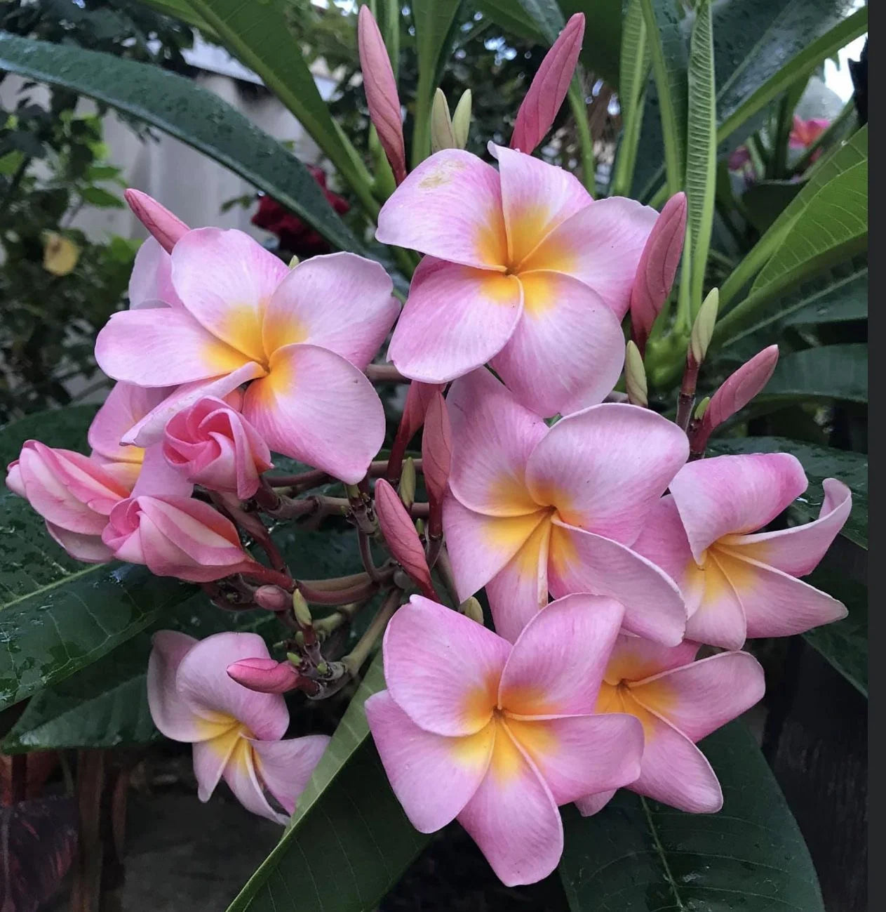 Pink Hawaiian Live Plumeria Frangipani Plant Cutting 9" - 12" Long X234458