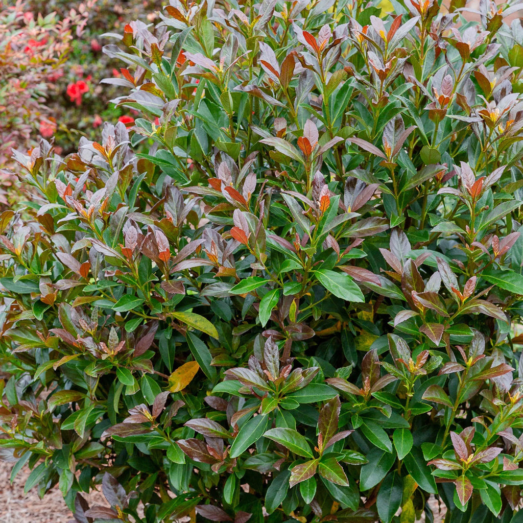 Viburnum Copper Top Live Shrub (2 Gallon) U73259
