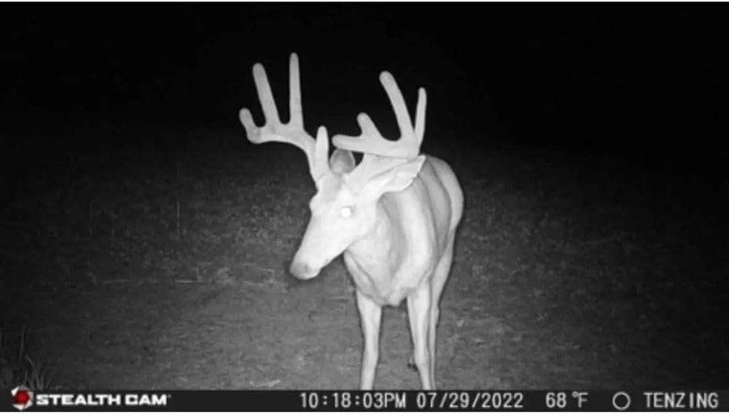 24MP Trail Camera - 2 Pack U47946