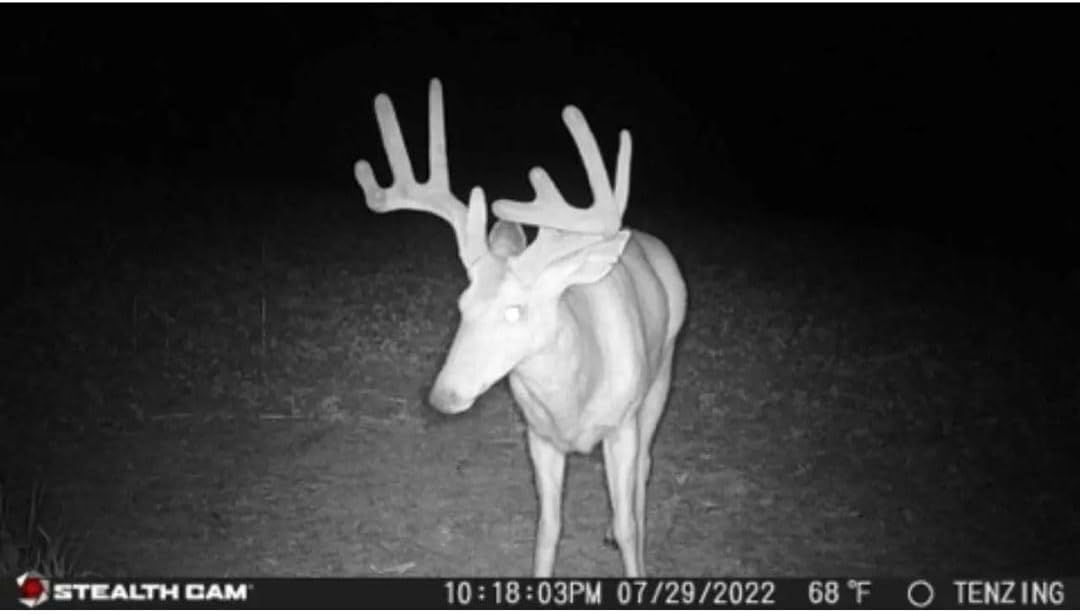 24MP Trail Camera - 2 Pack U47946