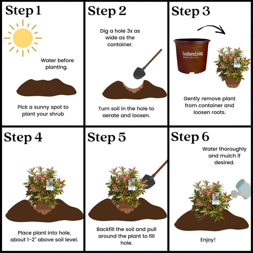 Viburnum Copper Top Live Shrub (2 Gallon) U73259
