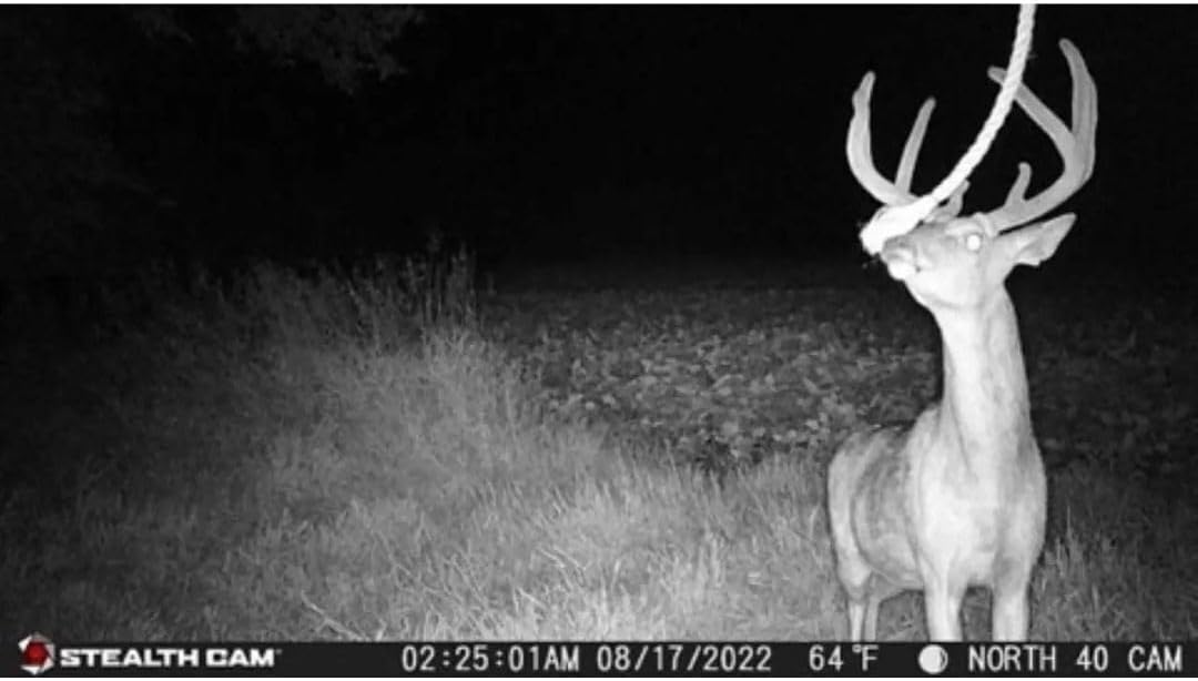 24MP Trail Camera - 2 Pack U47946