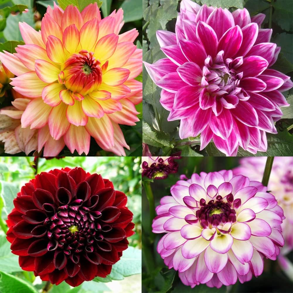 Dahlia Bulbs Mix J562