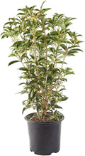 White Blooms Osmanthus 2.25 Gal I407