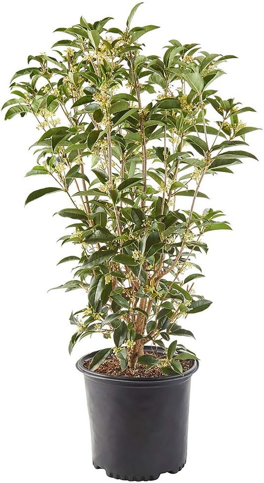 White Blooms Osmanthus 2.25 Gal I407