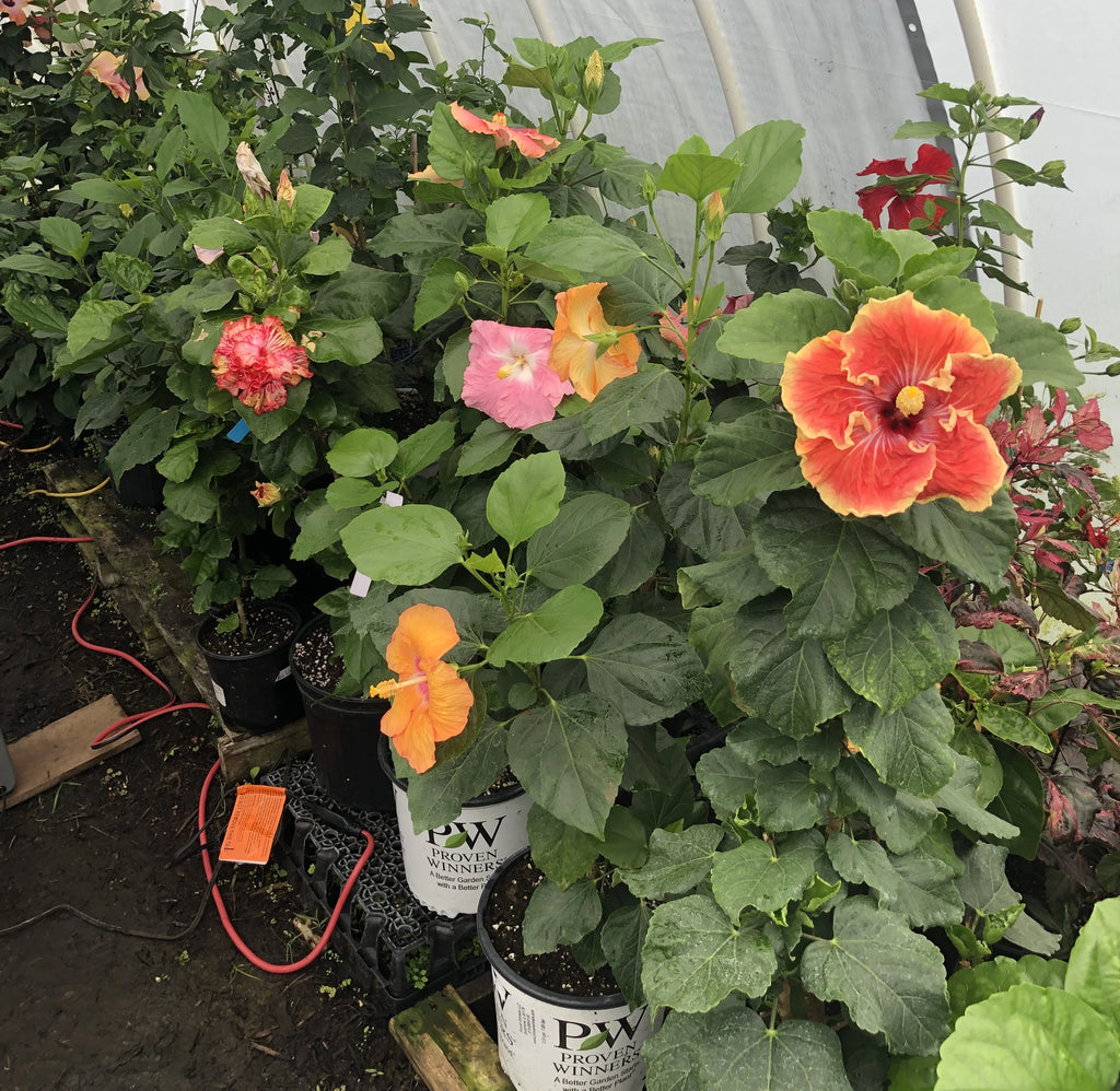 Tropical Hibiscus B337