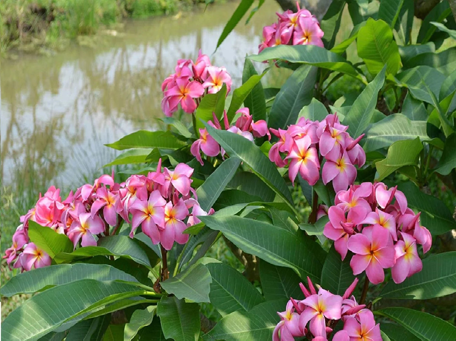 Pink Hawaiian Live Plumeria Frangipani Plant Cutting 9" - 12" Long X234458