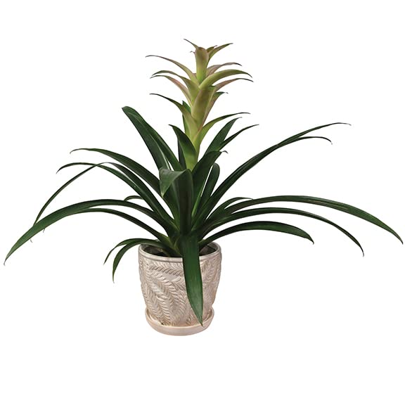 White 7 Inch Indoor Ceramic Planter Pot with Saucer and Drainage Hole O585