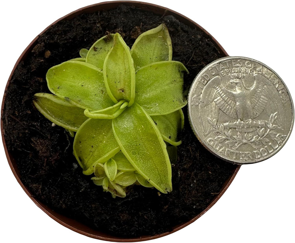 2" Pot Carnivorous Plant J240