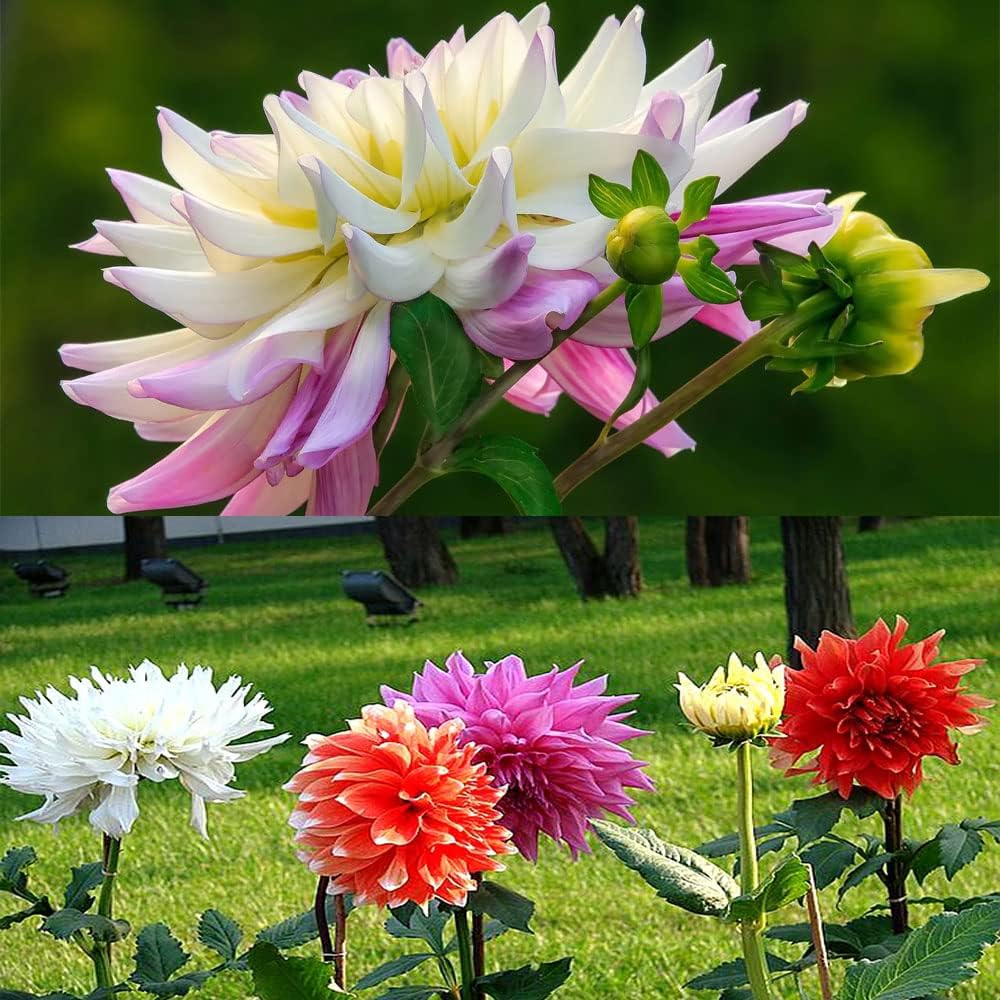 Dahlia Bulbs Mix J562