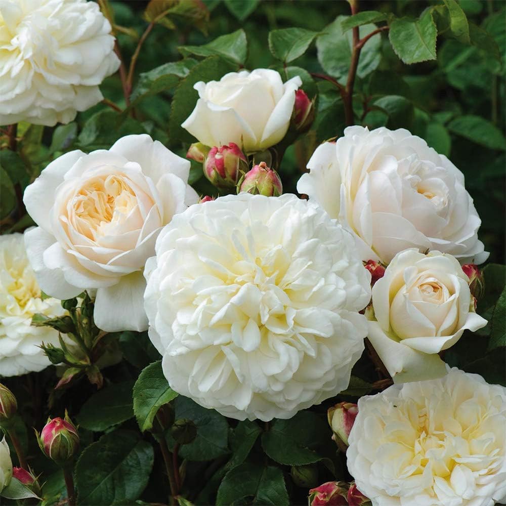 White Rose Bush V6911