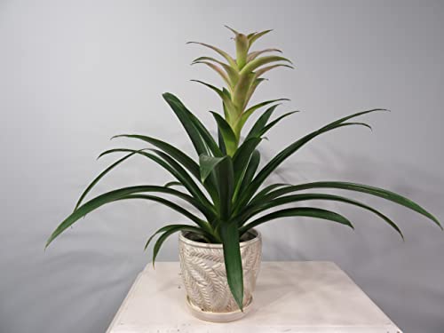 White 7 Inch Indoor Ceramic Planter Pot with Saucer and Drainage Hole O585