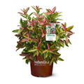Viburnum Copper Top Live Shrub (2 Gallon) U73259