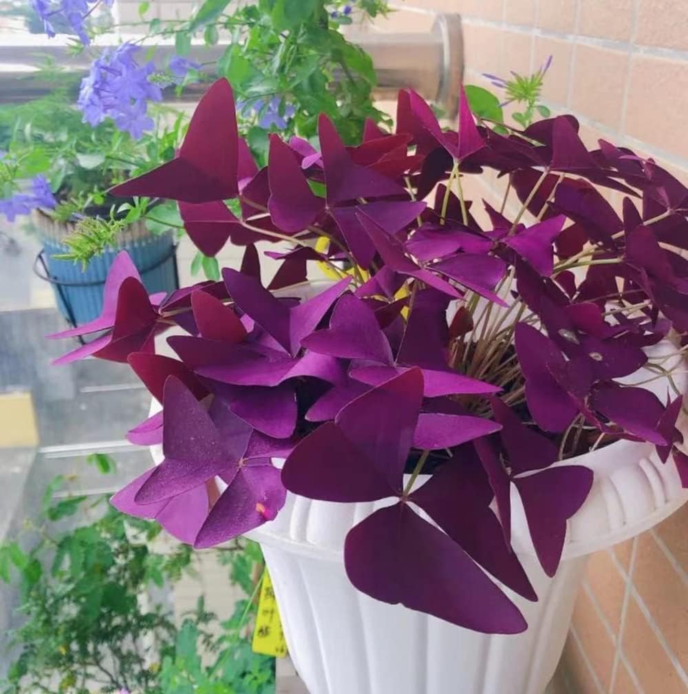 Purple Oxalis Triangularis Bulbs M9738