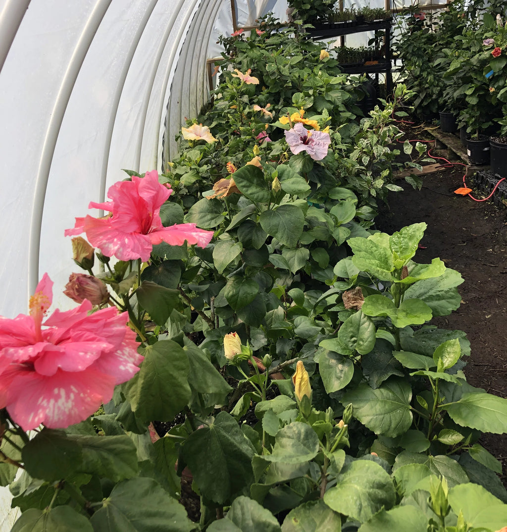 Tropical Hibiscus B337
