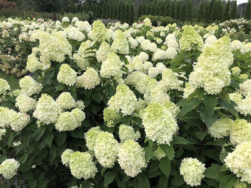 1 Gallon Green and Pink Flowers Panicle Hydrangea Live Plant L501