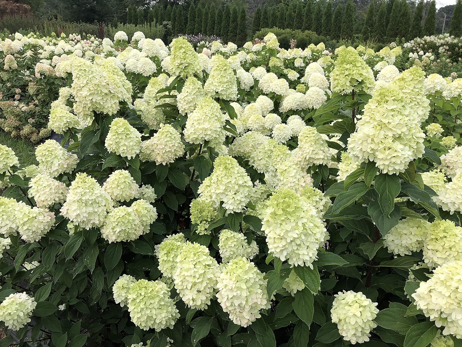 1 Gallon Green and Pink Flowers Panicle Hydrangea Live Plant L501