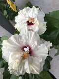 Rooted Tropical Hibiscus Plant T893450