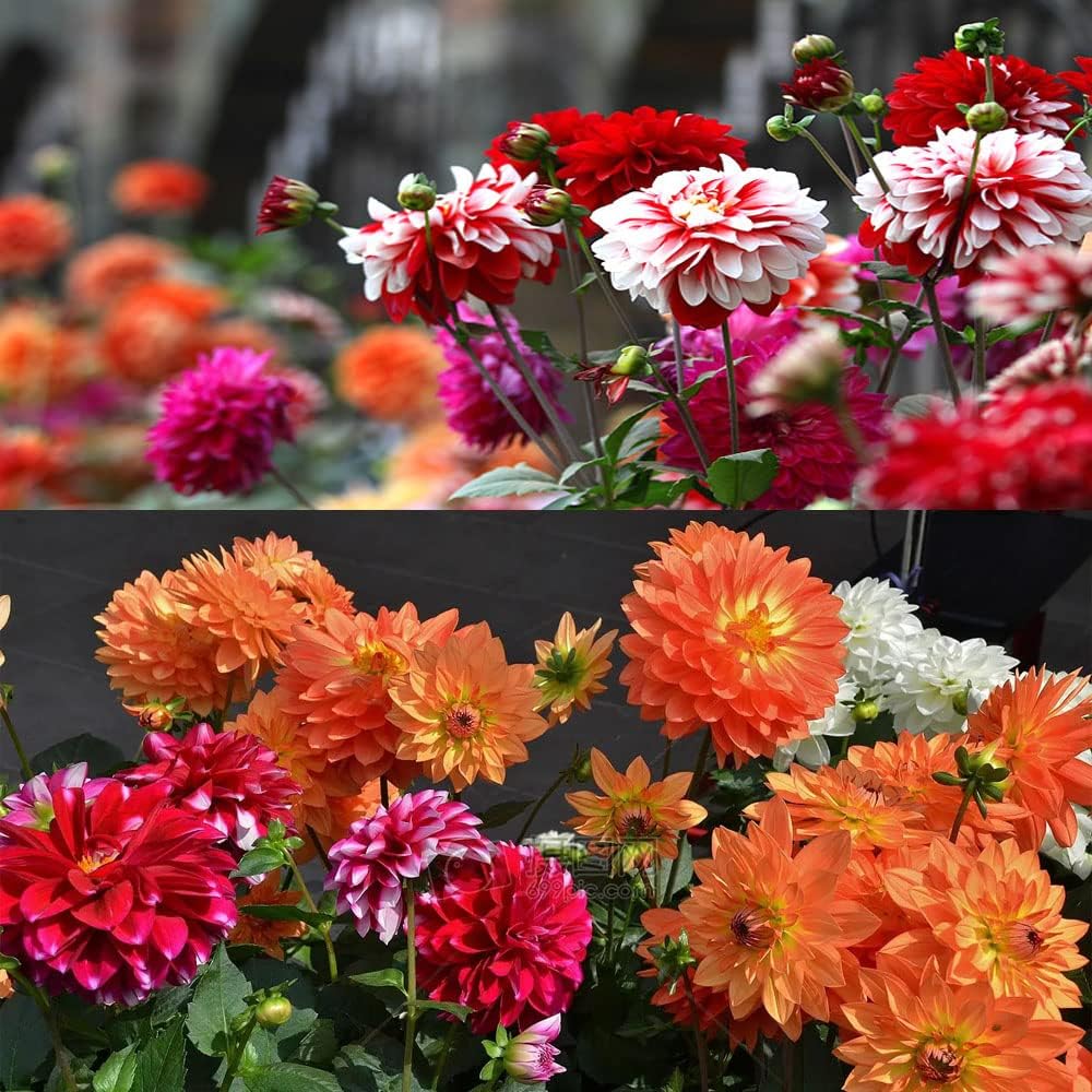 Dahlia Bulbs Mix J562