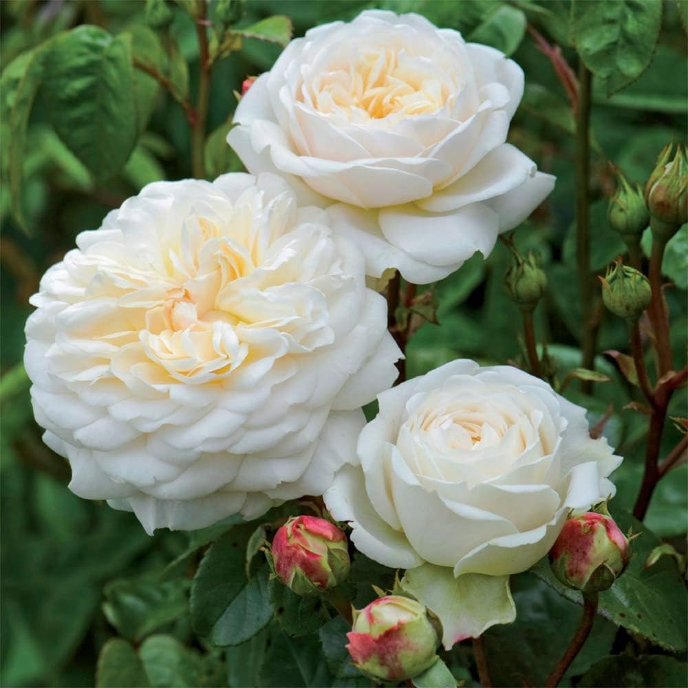 White Rose Bush V6911