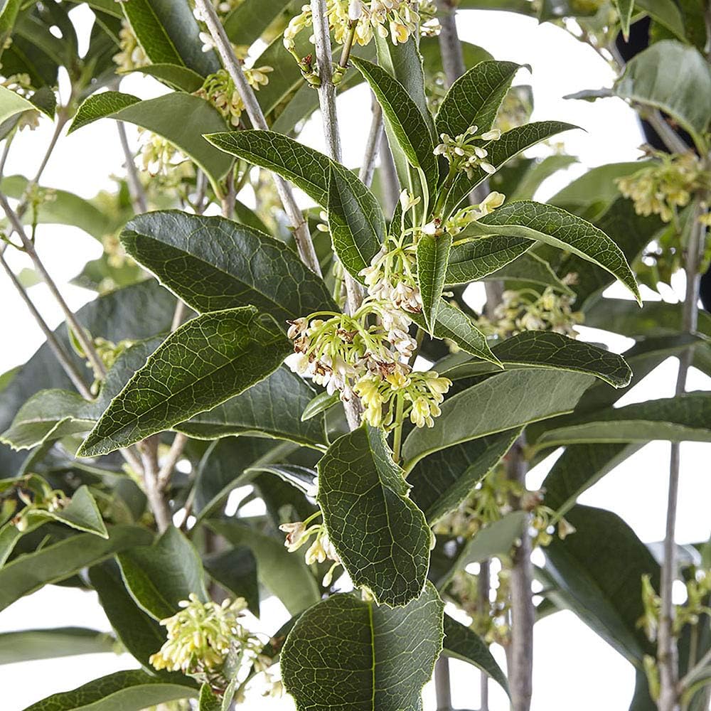 White Blooms Osmanthus 2.25 Gal I407