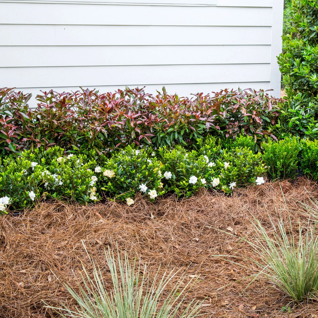 Viburnum Copper Top Live Shrub (2 Gallon) U73259