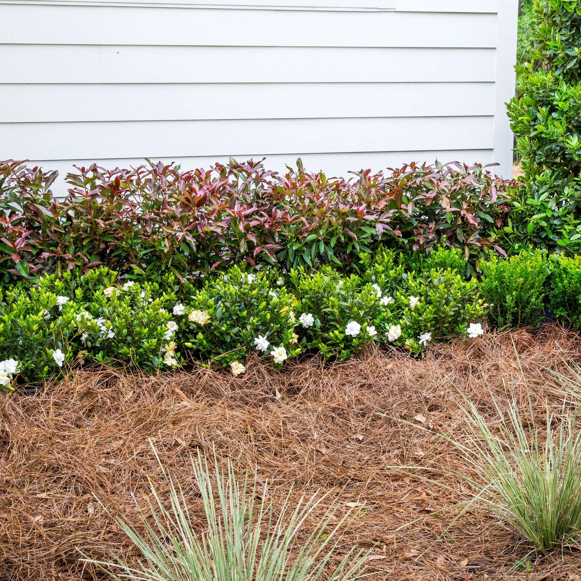 Viburnum Copper Top Live Shrub (2 Gallon) U73259