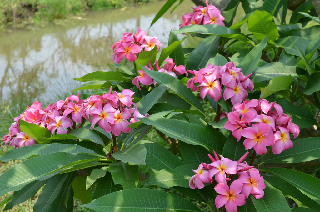 Pink Hawaiian Live Plumeria Frangipani Plant Cutting 9" - 12" Long X234458