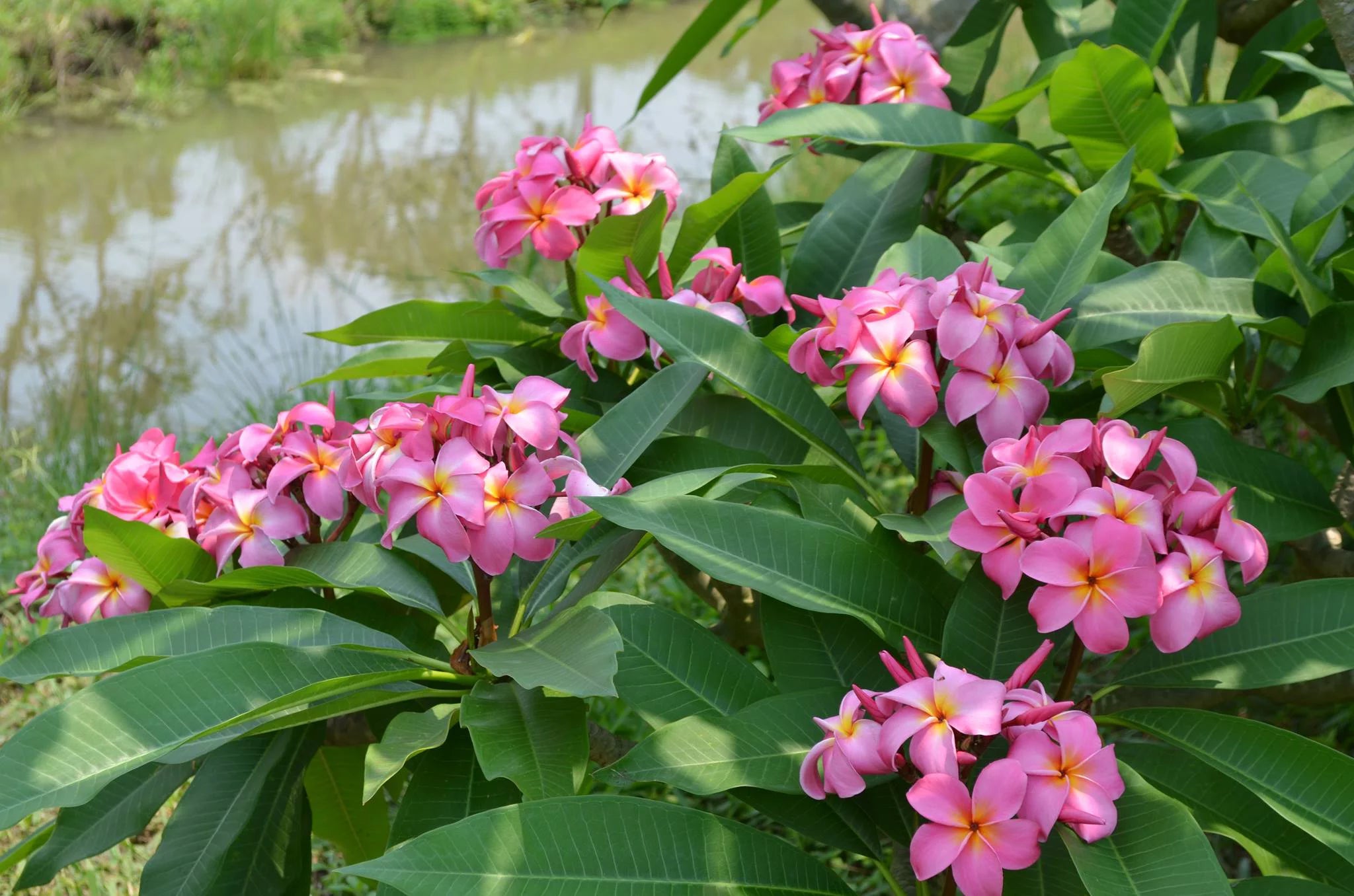 Pink Hawaiian Live Plumeria Frangipani Plant Cutting 9" - 12" Long X234458