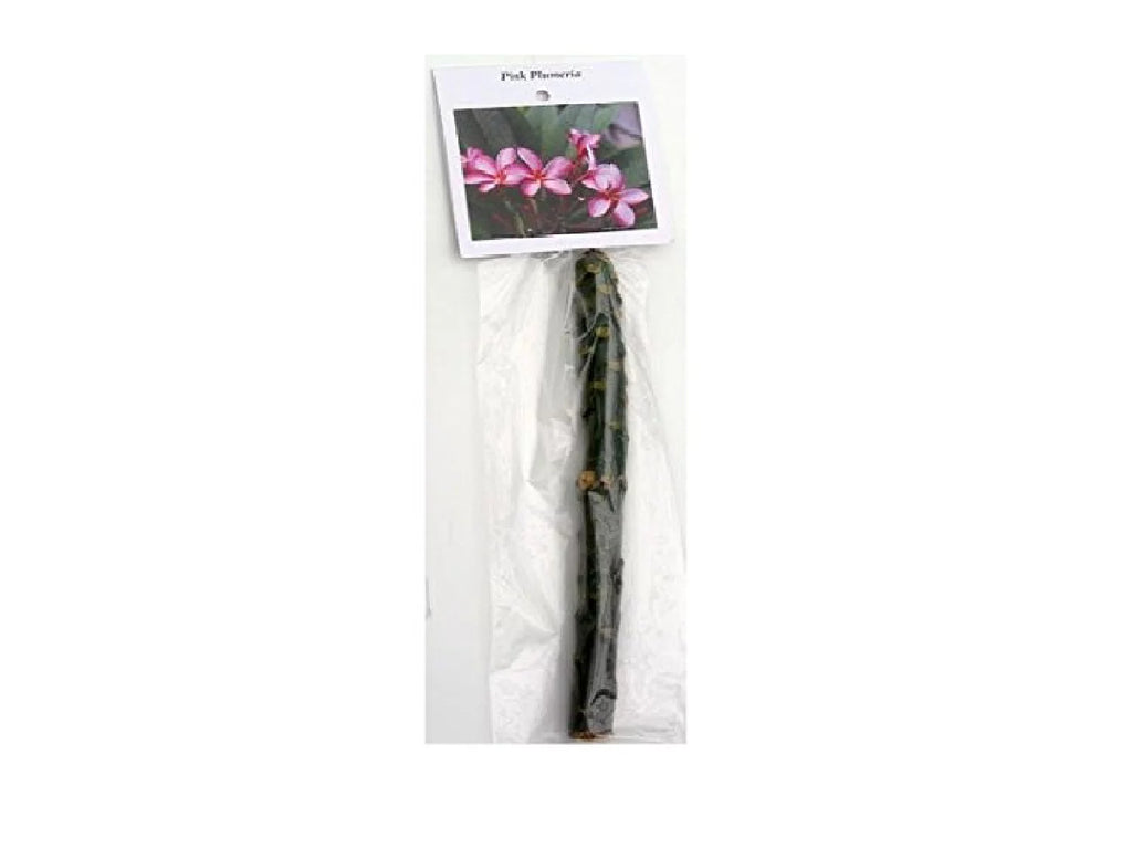 Pink Hawaiian Live Plumeria Frangipani Plant Cutting 9" - 12" Long X234458