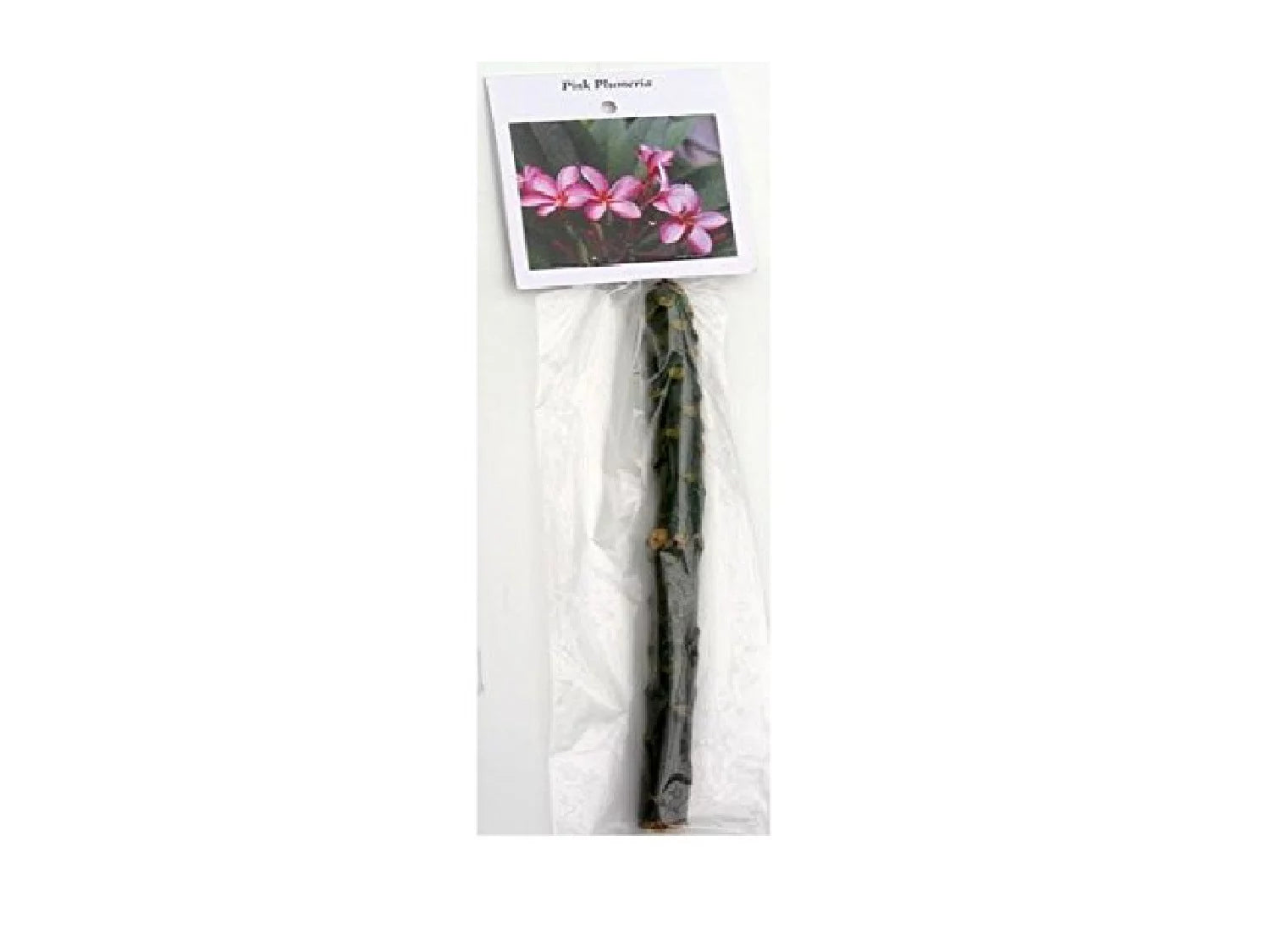 Pink Hawaiian Live Plumeria Frangipani Plant Cutting 9" - 12" Long X234458
