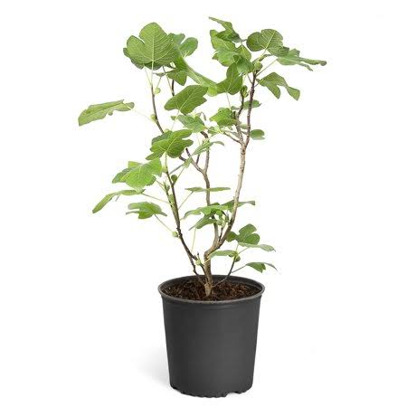 2 Gal Fig Tree X35925
